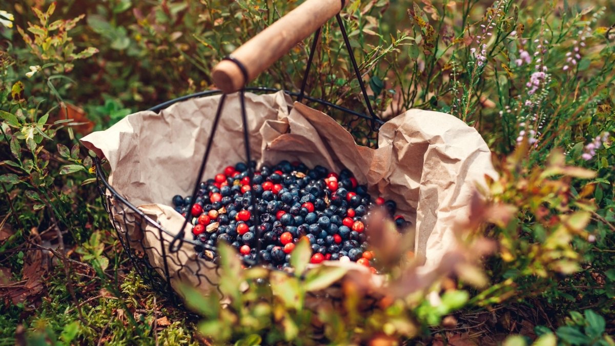 Heide en Wilde Bessen - MoodCompanyNL