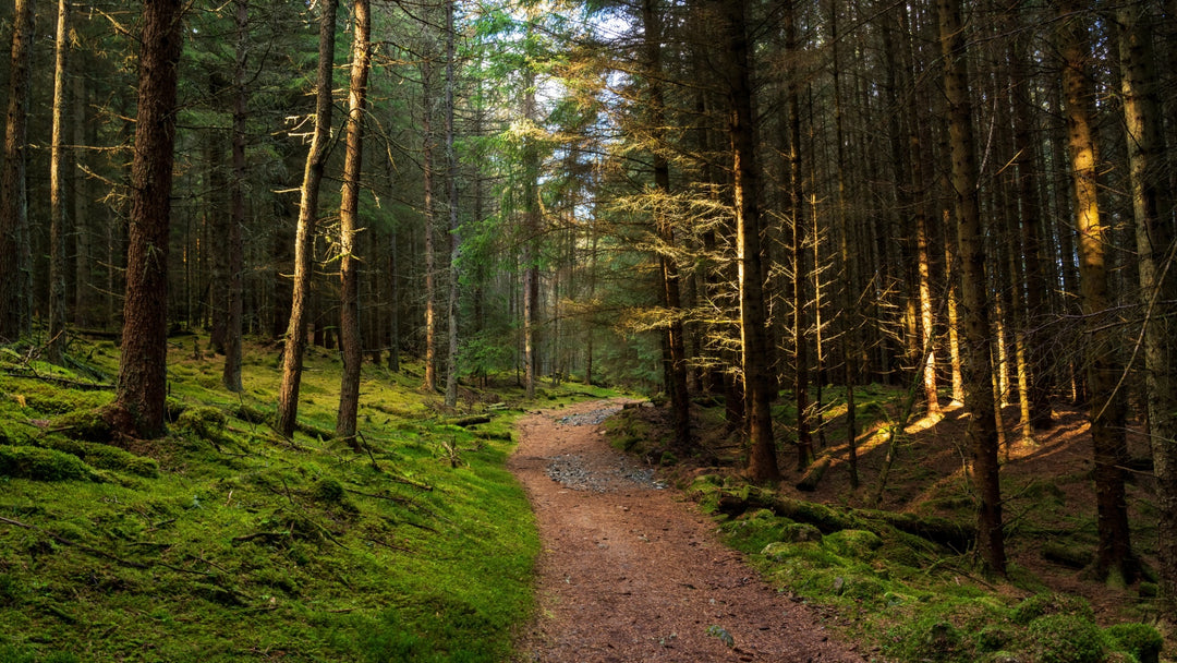 Schotse Den (Scots Pine)