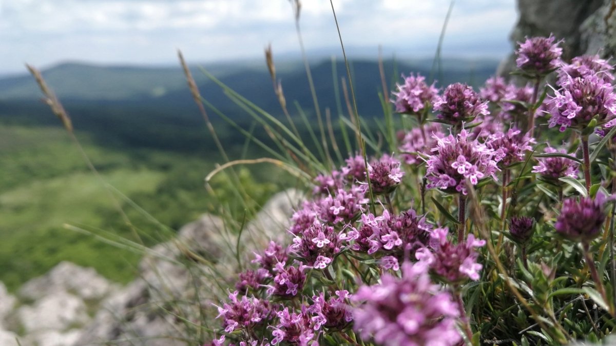 Wilde Bergtijm (Wild Mountain Thyme) - MoodCompanyNL
